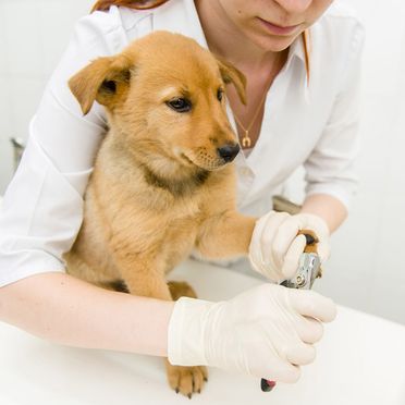 Clínica Veterinaria Dr. Nieto revisiones veterinarias 4