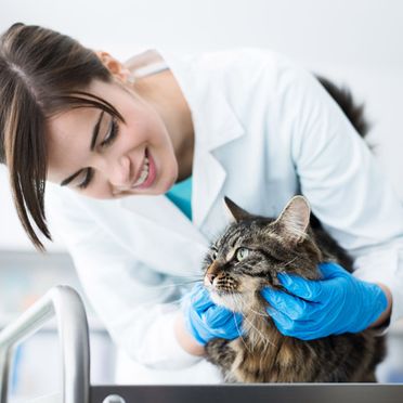 Clínica Veterinaria Dr. Nieto revisiones veterinarias 6